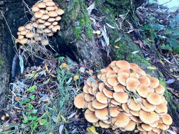 Close-up of mushrooms on log in forest