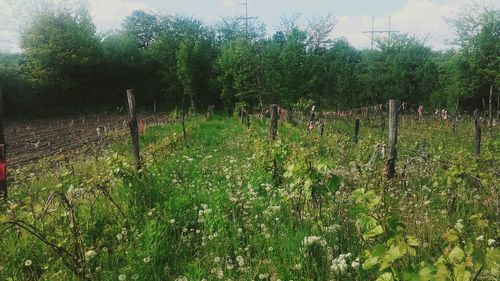 Plants growing on field