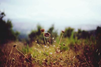 Close-up of flowers against blurred background