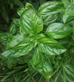 Full frame shot of fresh green leaves