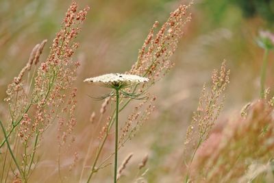 Close-up of plant in bloom