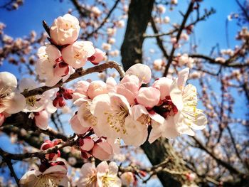 Low angle view of apple blossoms in spring