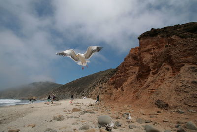Seagull flying at beach by mountains against sky