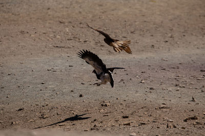 Bird flying over beach