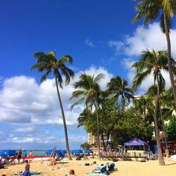 Palm trees on beach against blue sky