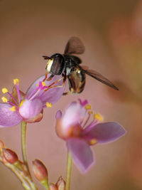 Close-up of bee pollinating on flower