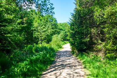 Footpath amidst trees in forest against sky