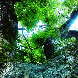 Low angle view of trees