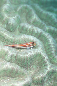 High angle view of shallow water