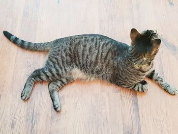 High angle view of cat lying on hardwood floor