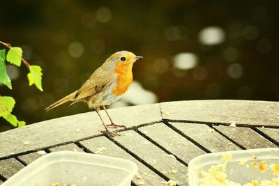 Close-up of bird perching on wall