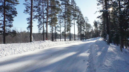 Snow covered trees in forest against sky