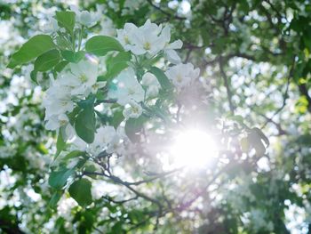 Low angle view of sunlight streaming through tree