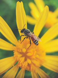 Close-up of insect on yellow flower