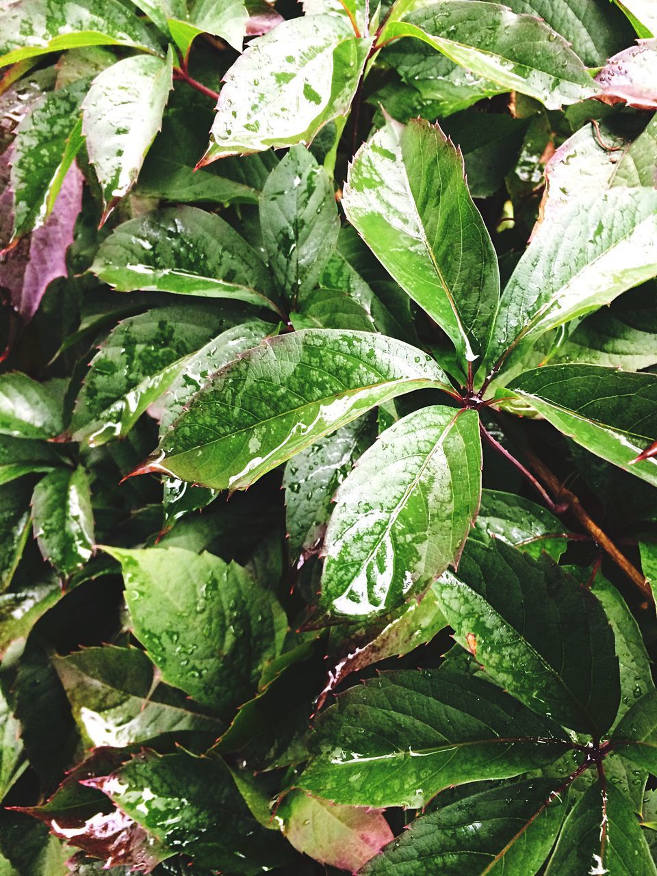 leaf, growth, green color, full frame, plant, backgrounds, close-up, nature, beauty in nature, freshness, selective focus, botany, water, day, outdoors, green, scenics, tranquility, fragility, lush foliage, vibrant color, plant life