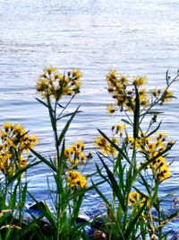 Close-up of yellow flowering plant against lake