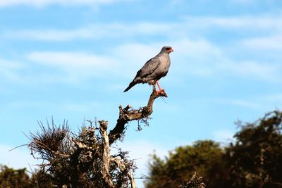 Bird perching on a tree