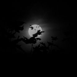 Close-up of silhouette plant against sky at night