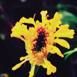 Close-up of yellow flowers blooming against black background