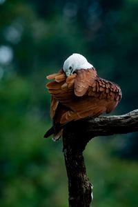 Close-up of bird perching outdoors