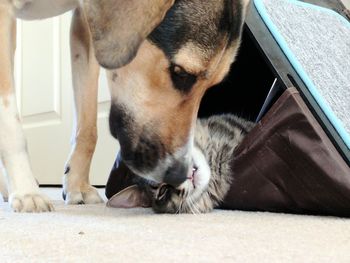 Close-up of cat and dog