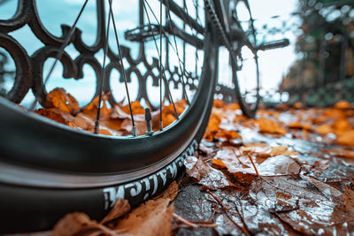 Close-up of autumn leaves