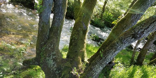 Trees growing in forest