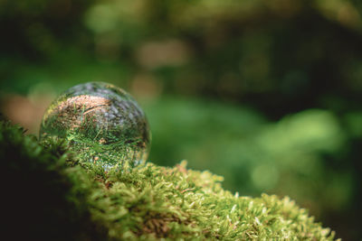 Close-up of ball on grass