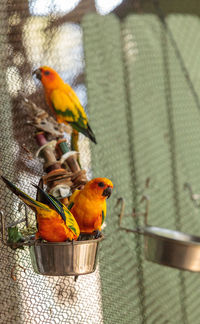 Sun conures perching on bird feeder