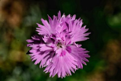 Close-up of flower blooming outdoors