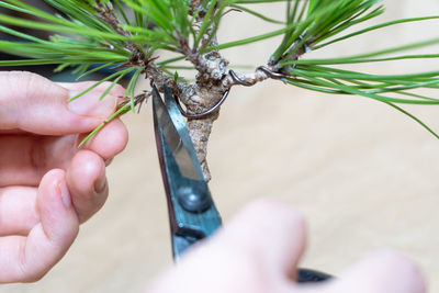 Pine tree bonsai