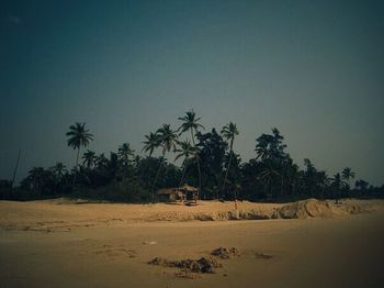 Palm trees on beach