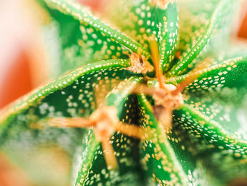 Close-up of insect on plant