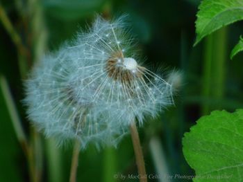 Close-up of dandelion on plant