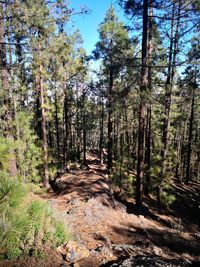 Trees in forest