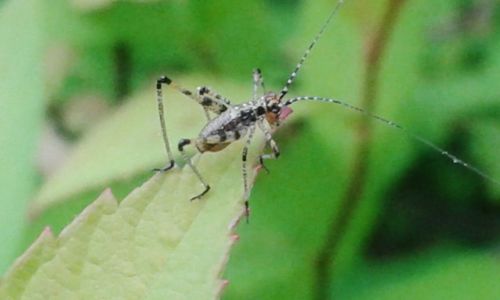 Close-up of insect on leaf