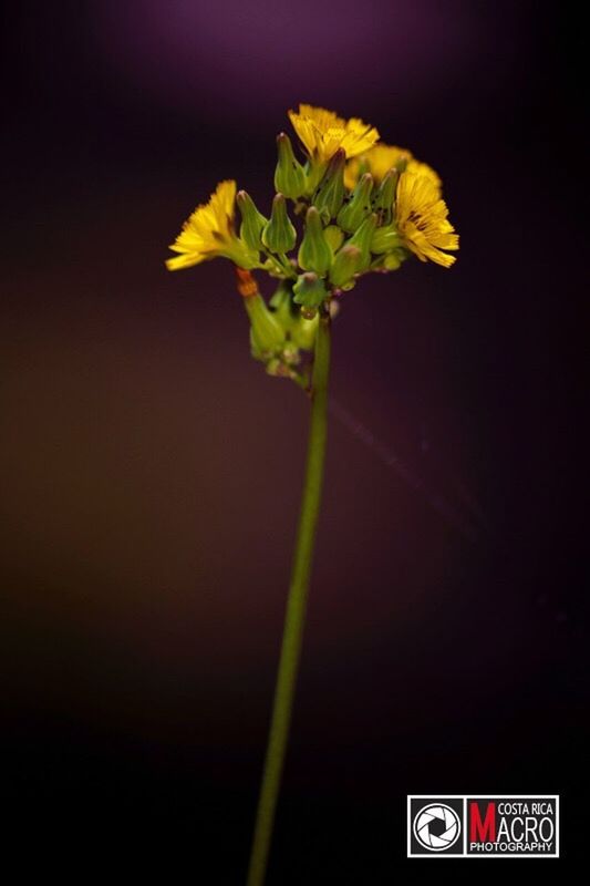 flower, fragility, beauty in nature, yellow, nature, flower head, petal, freshness, no people, close-up, growth, outdoors, day