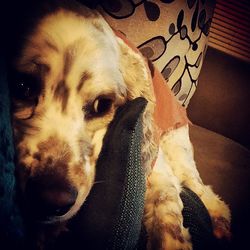 Close-up of dog lying on sofa