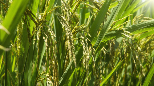 Rice plants close-up detail of grains. close-up of stalks in field