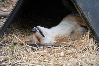 Dingo resting on grassy field