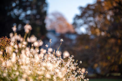 Close-up of blossom 