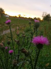 Close-up of pink flowering plants on field against sky