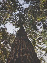 Low angle view of trees against sky