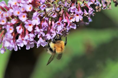 Buff bumblebee collecting pollen from buddleia bush