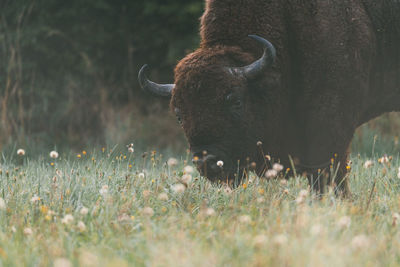 Close-up of an animal