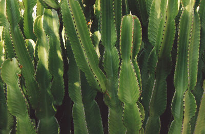 Full frame shot of cactus