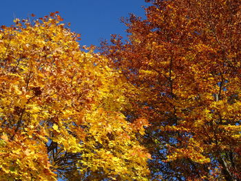 Close-up of autumn tree