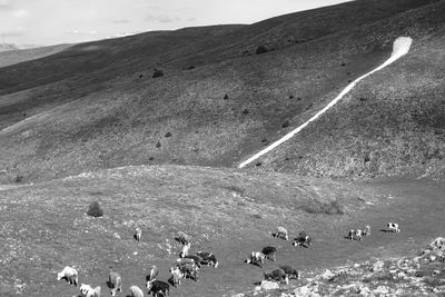 High angle view of cows on mountain road