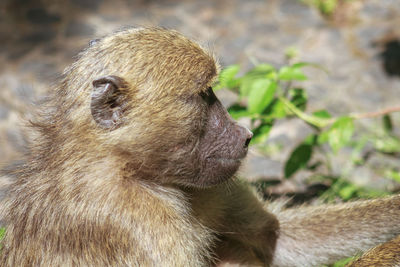 Close-up of a reptile looking away