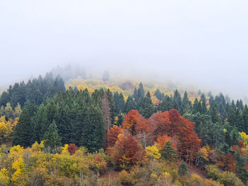 Trees in forest during autumn against sky